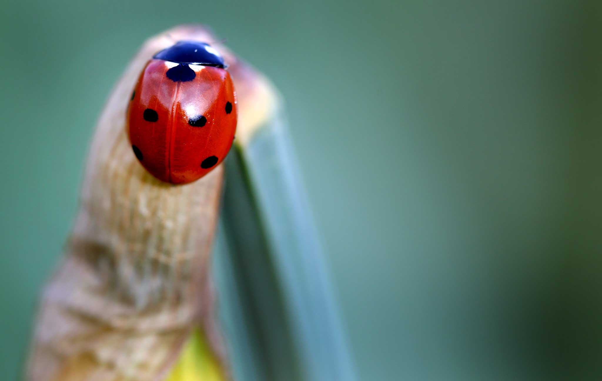 Don't forget your natural friends, such as ladybirds, which as adults and larvae eat prodigious numbers of aphids