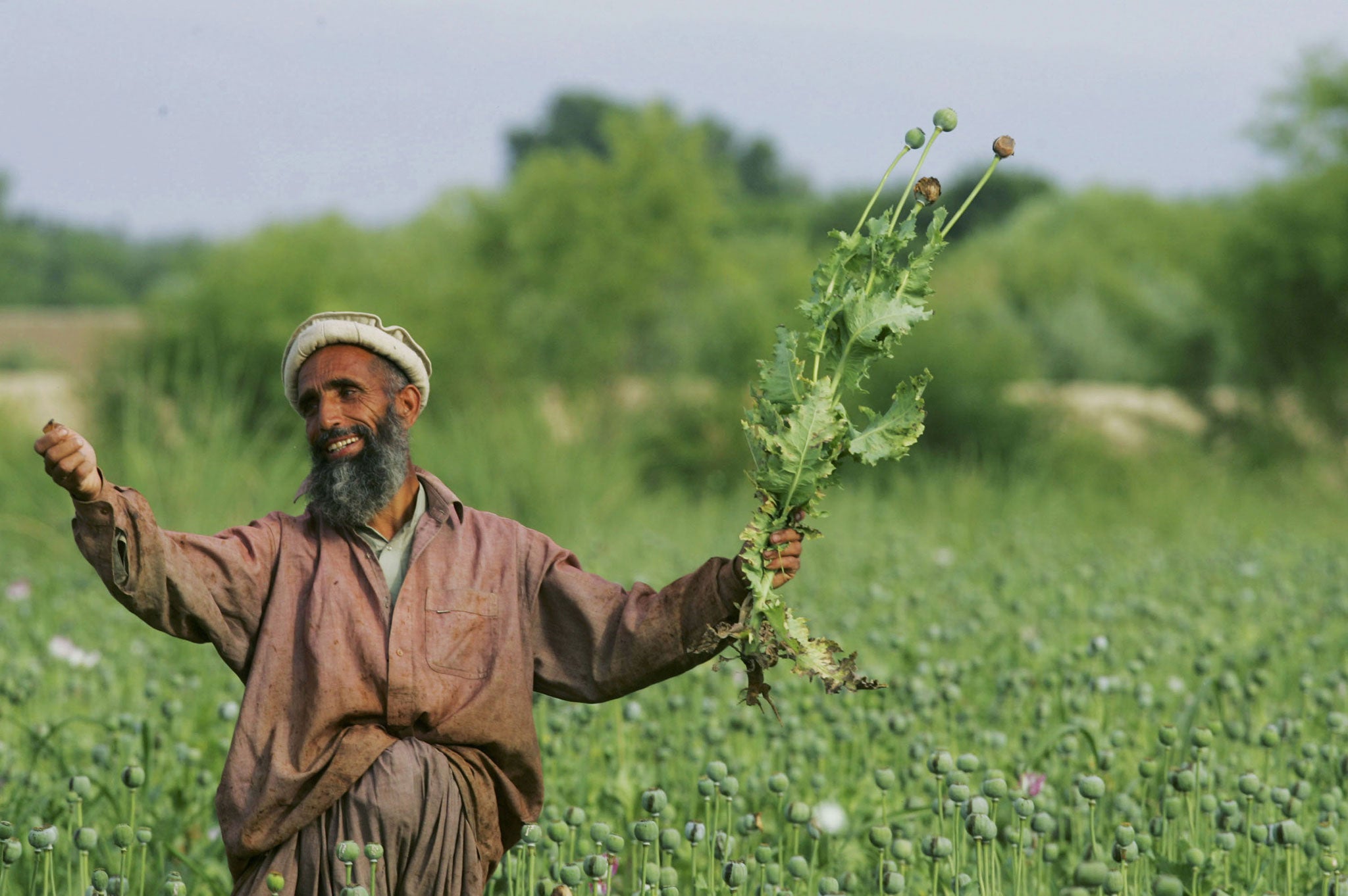 An Afghan farmer holds a poppie plant in a large field of poppie plants May 17, 2005 in Chimtal province, Afghanistan