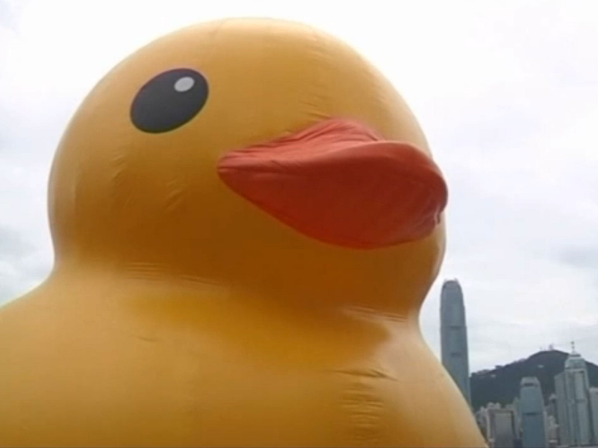 Florentijn Hofman's giant duck is quackers