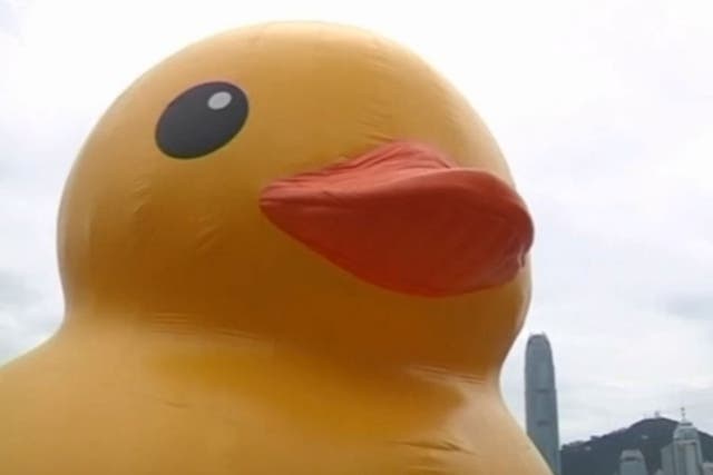 Florentijn Hofman's giant duck is quackers