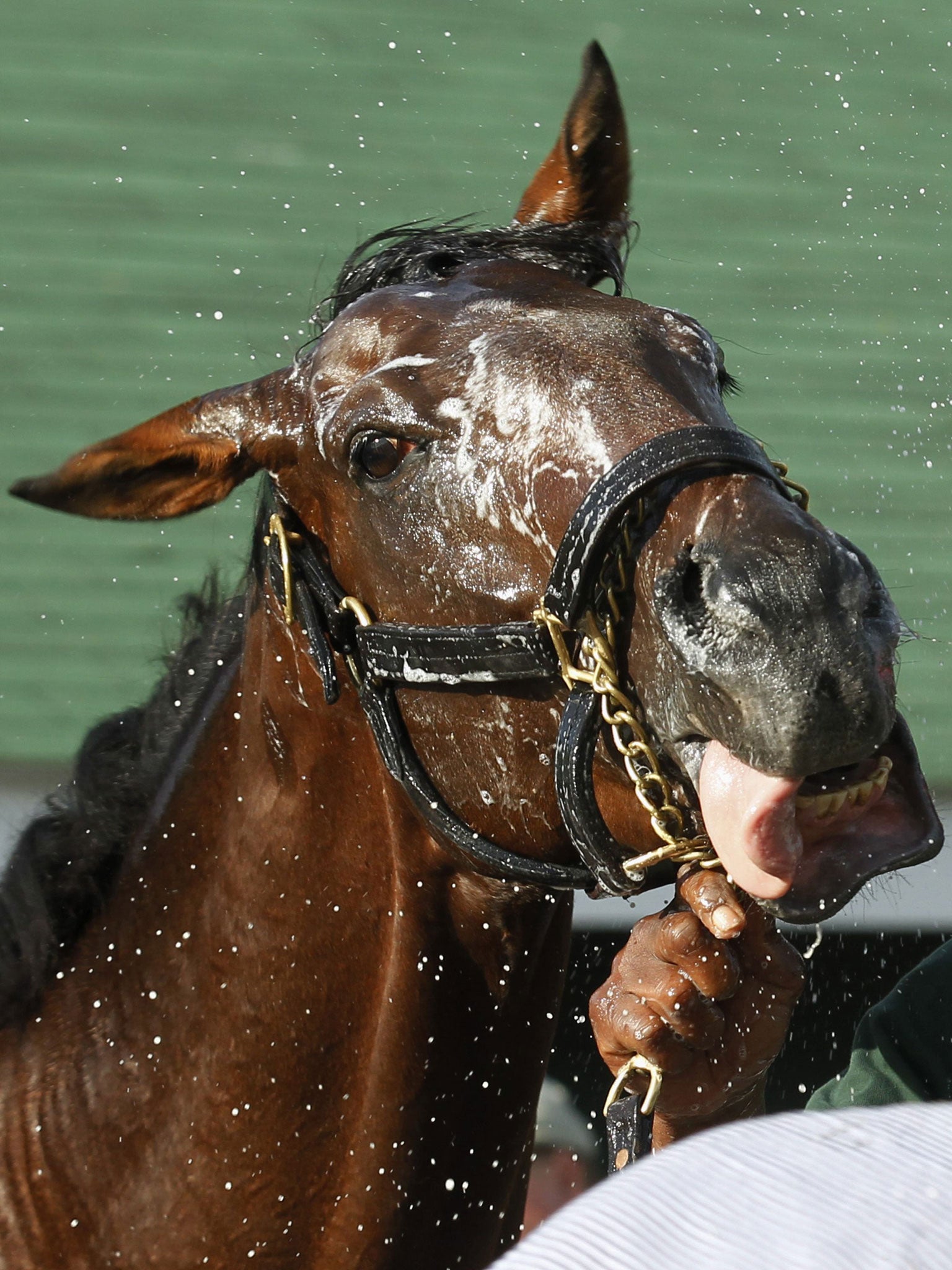 The unbeaten Orb, favourite for the Kentucky Derby, enjoys a hose down after morning gallops