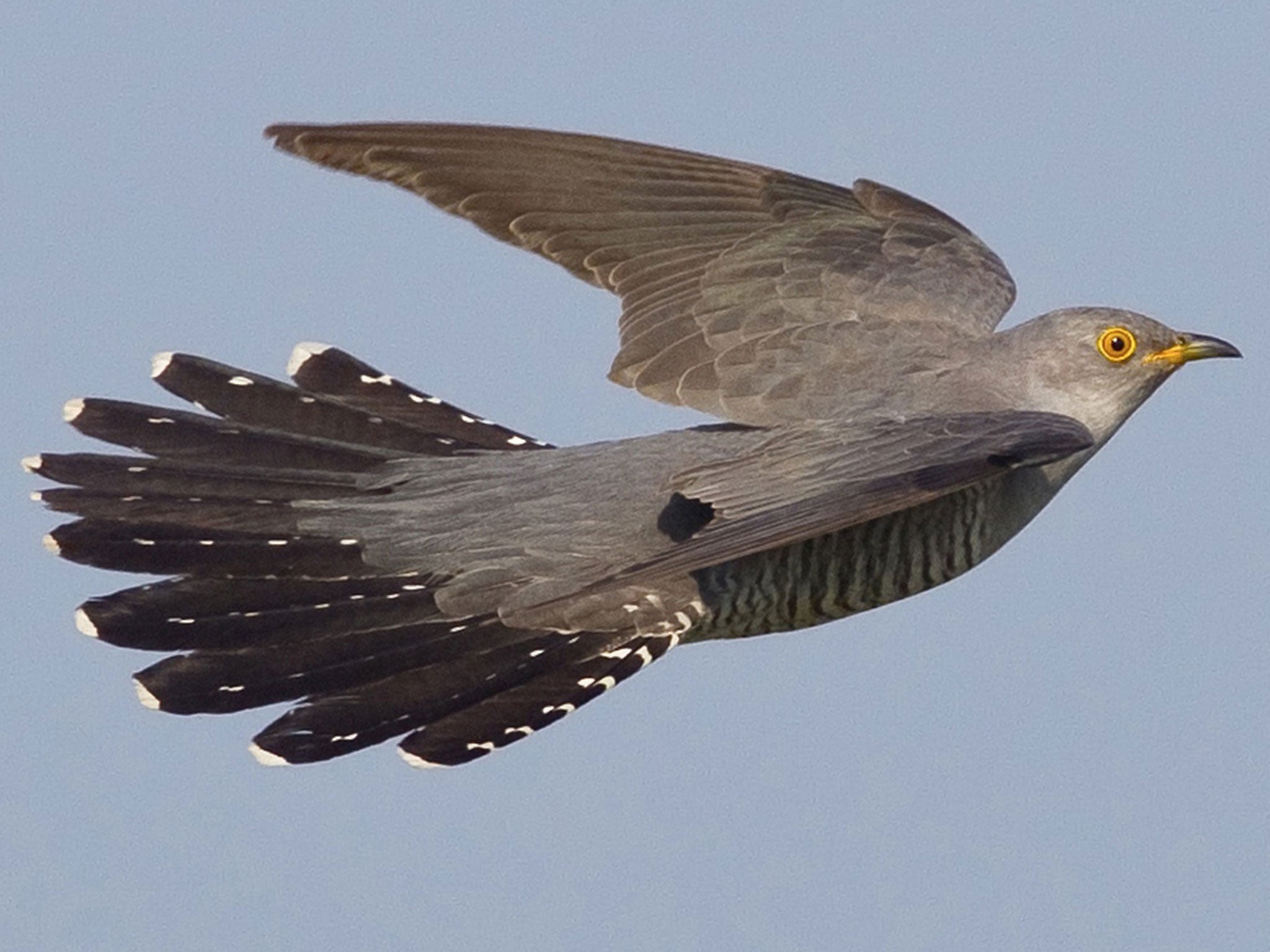 One of the five cuckoos being tracked has decided to stay in France