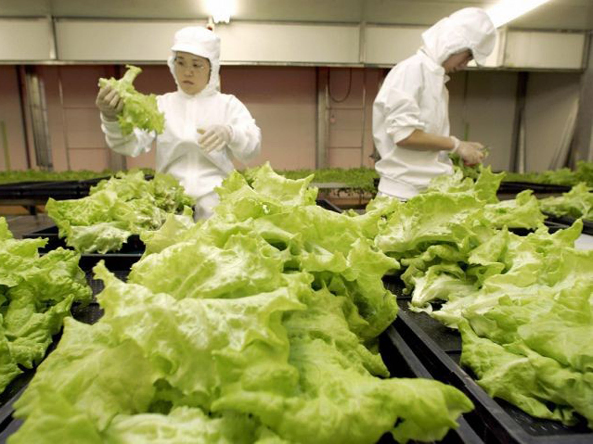 Whether you have invested in Japanese technology, such as that used to grow these leaf lettuces under red LEDs in Hikari, gold or the stock exchange, it is good practice to review your holdings at least once a year