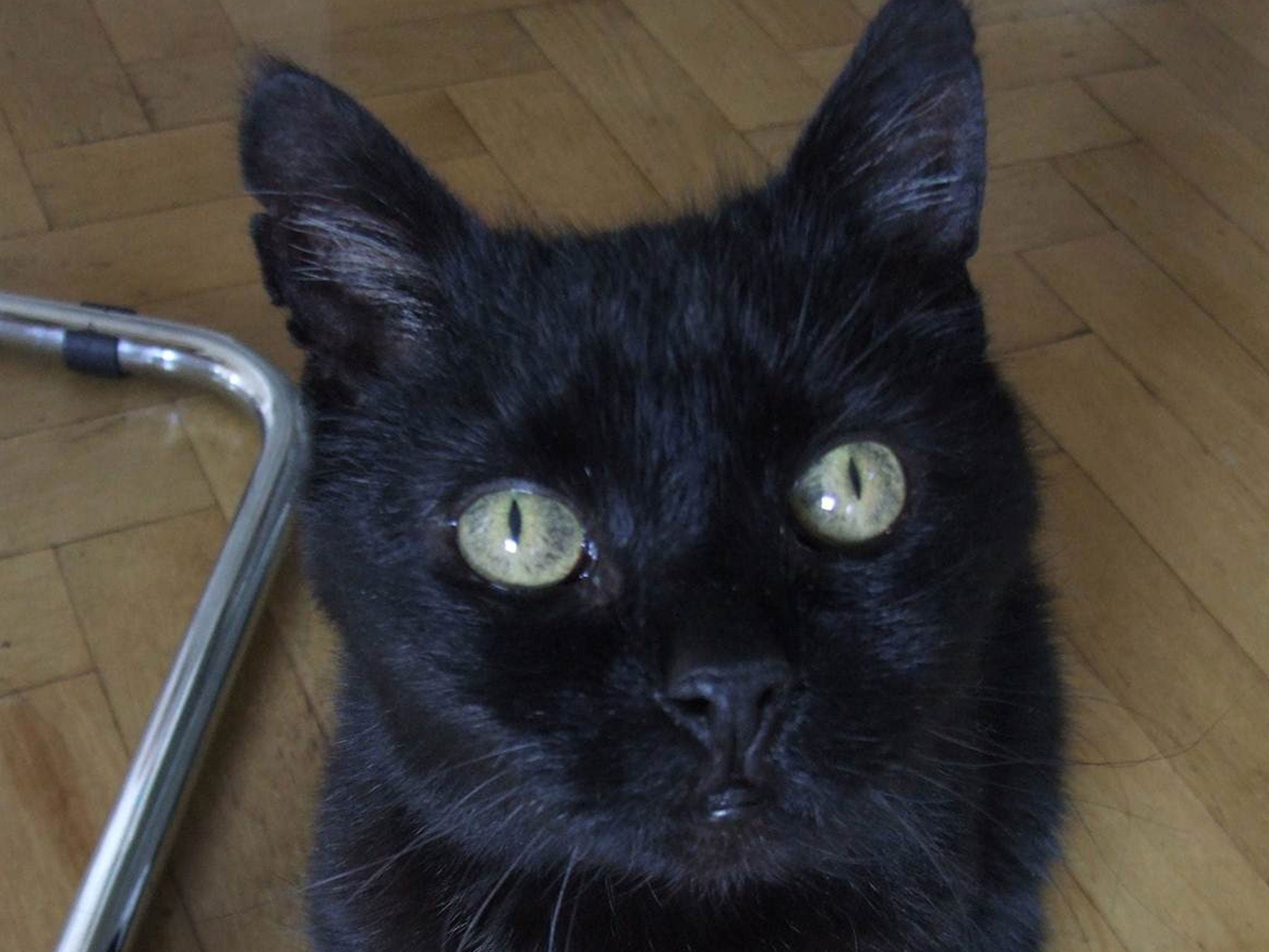 A new system allows cat owners to track their pets