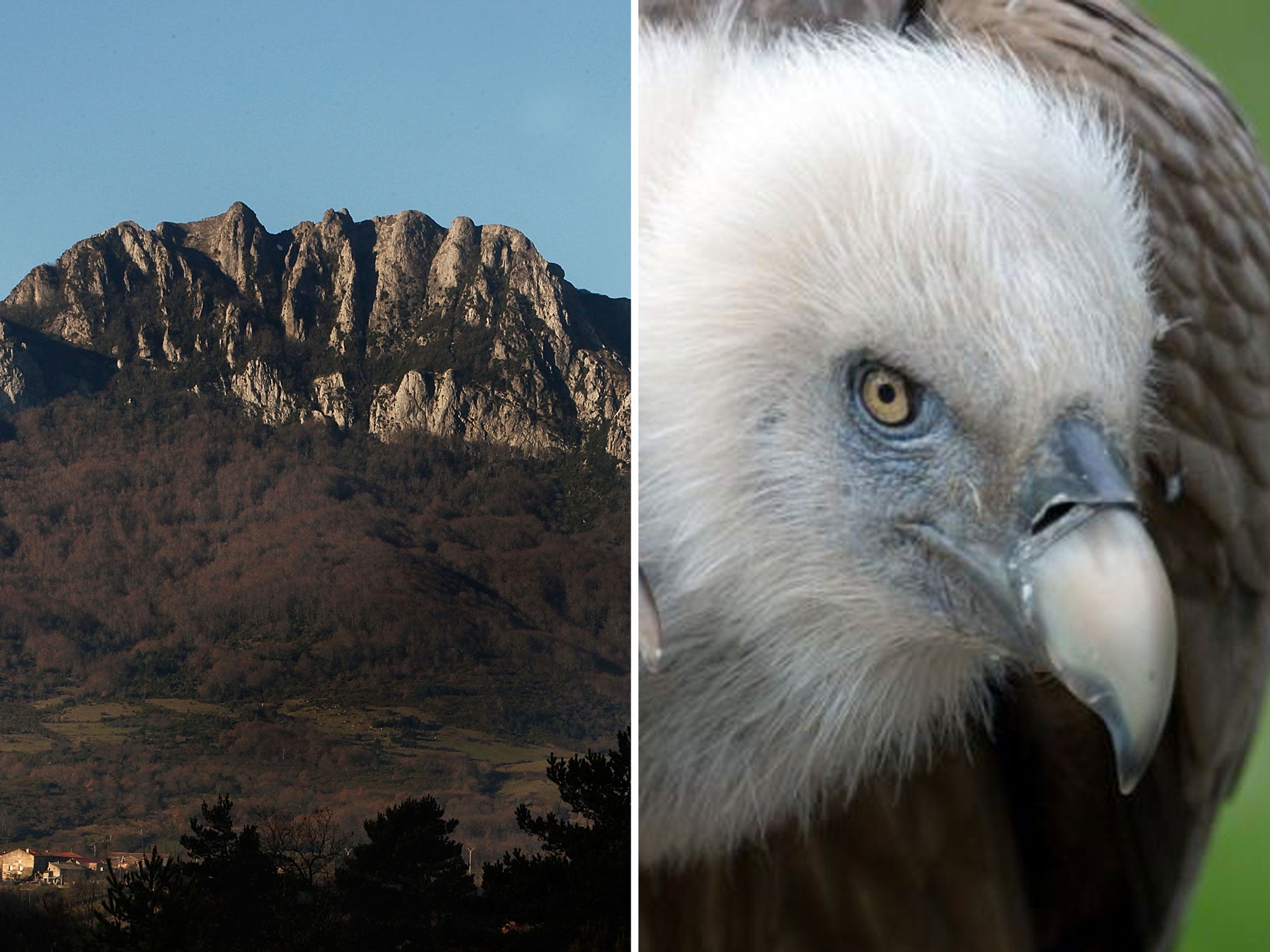 The body of a woman who died in the Pyrenees was eaten by vultures in 40-50 minutes