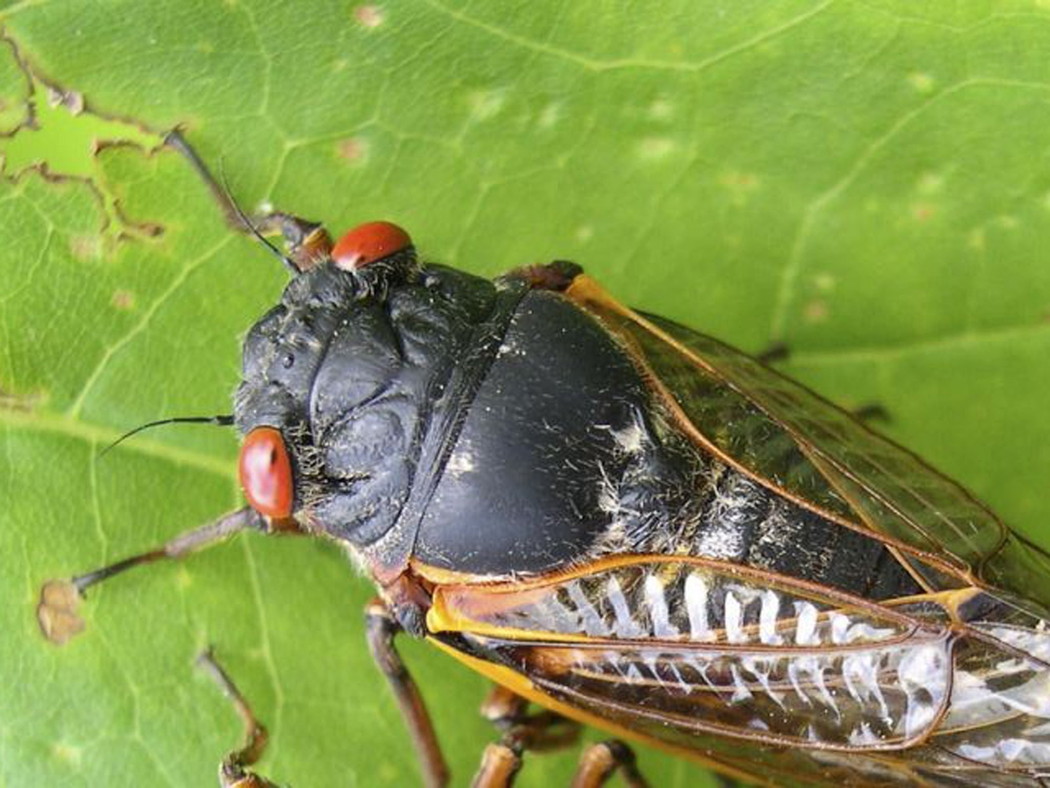 A cicada in Pipestem State Park in West Virginia