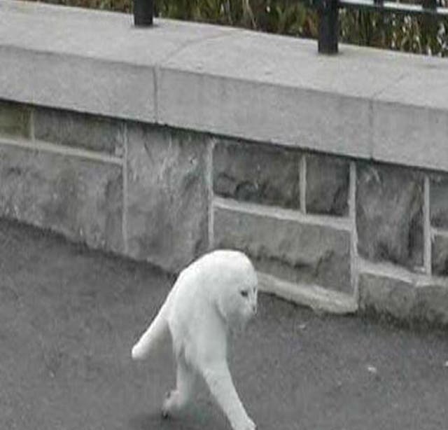 Street View Funny Locations Revealed: The 'Half-Cat' Not Created By Google Street View | The  Independent | The Independent