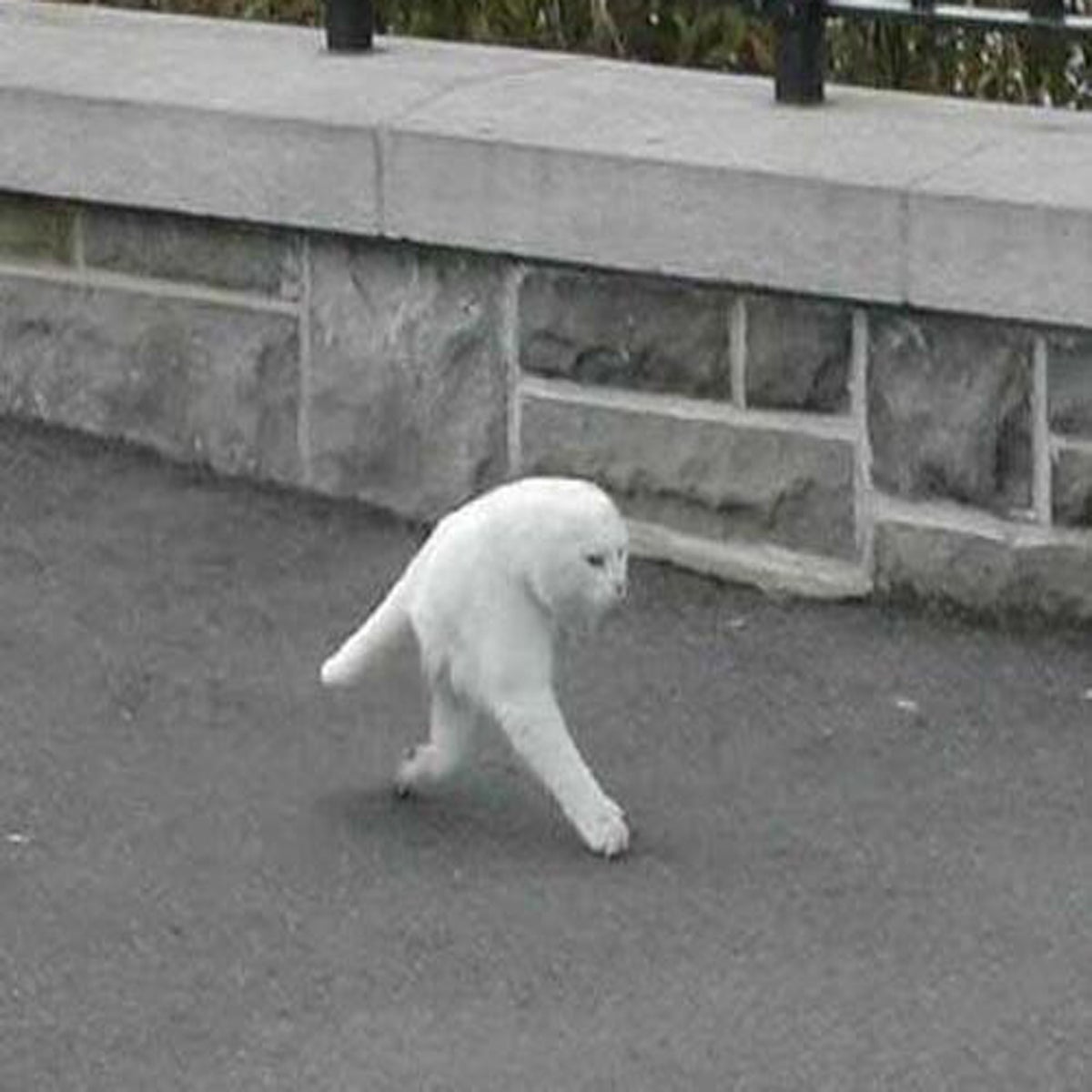 Revealed: The 'Half-Cat' Not Created By Google Street View | The  Independent | The Independent