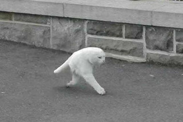 The image of the half-cat posted on imgur yesterday, claiming to be the result of a Google Street View glitch
