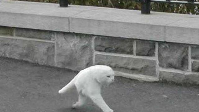 Revealed: The 'half-cat' not created by Google Street View | The  Independent | The Independent