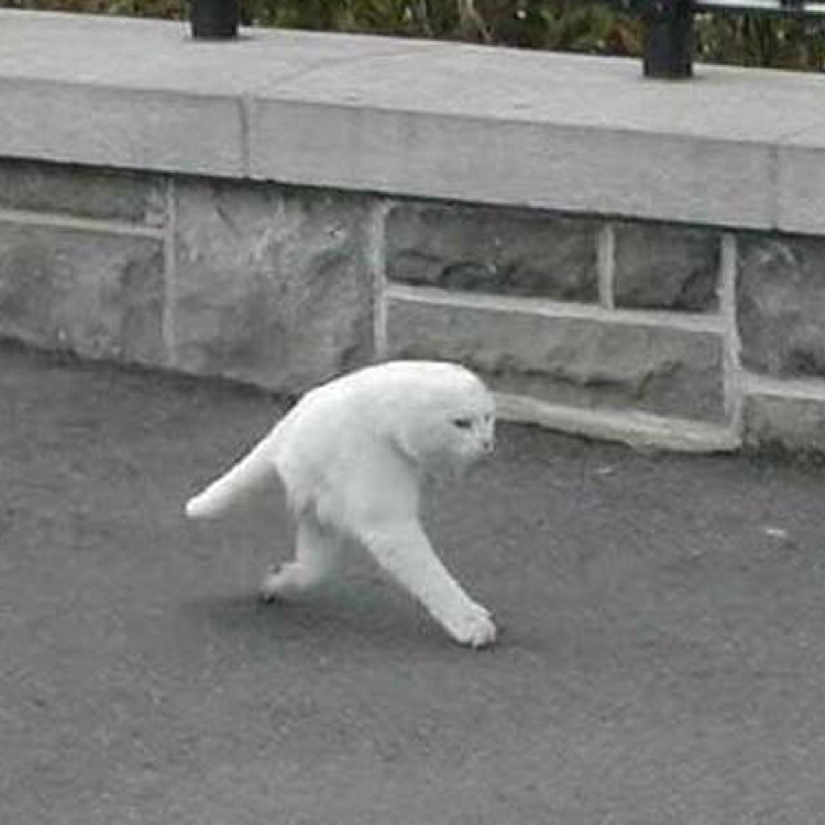 Revealed: The 'Half-Cat' Not Created By Google Street View | The  Independent | The Independent