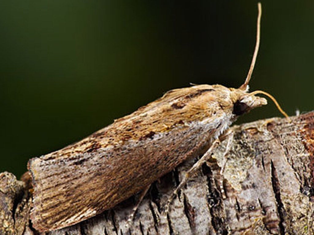 The greater wax moth can hear sounds that are 100 times higher than the highest human voice