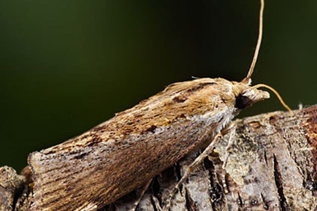 The greater wax moth can hear sounds that are 100 times higher than the highest human voice