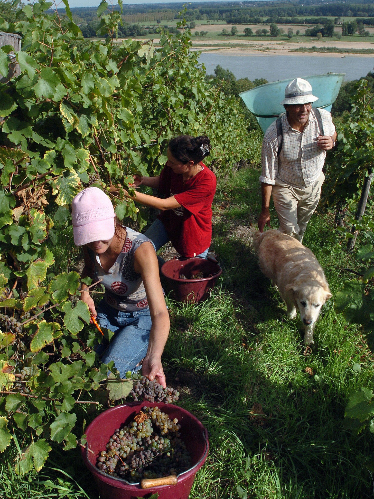 Vine time: harvesting grapes in the Loire.