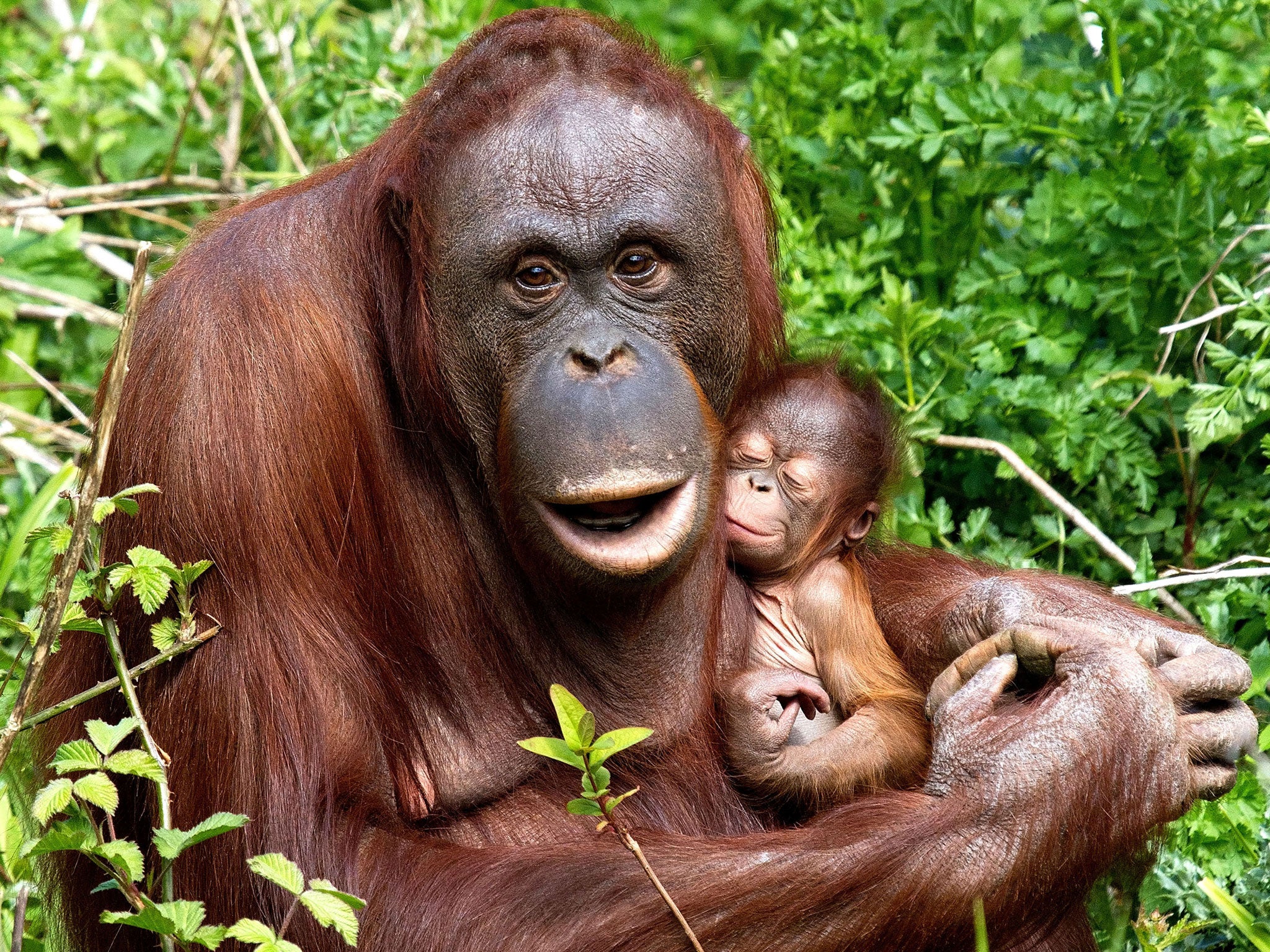 UK's Paignton Zoo bans monkeys from eating bananas for health