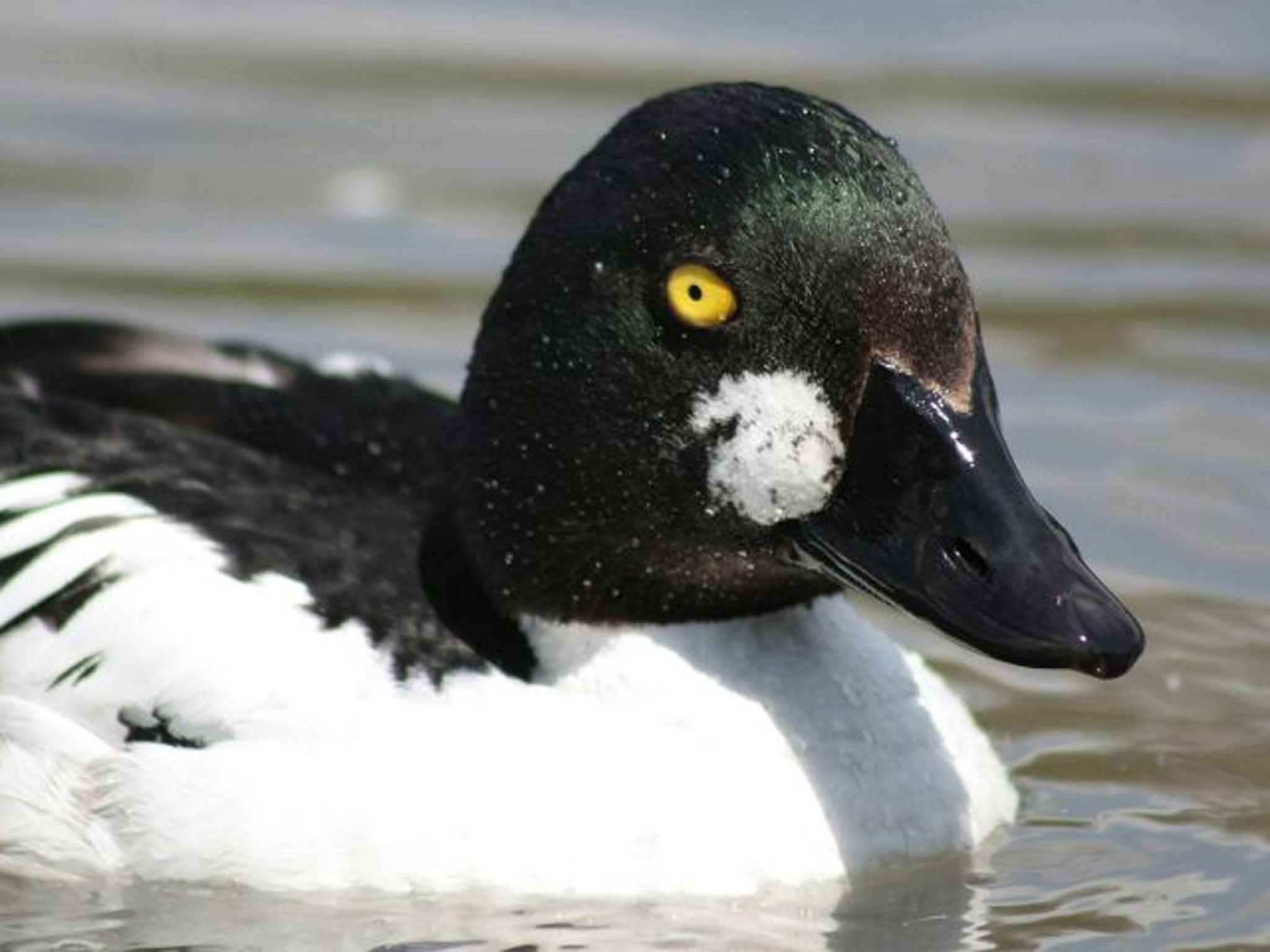 Goldeneye have shifted their wintering areas north-eastwards due to Europe's changing climate