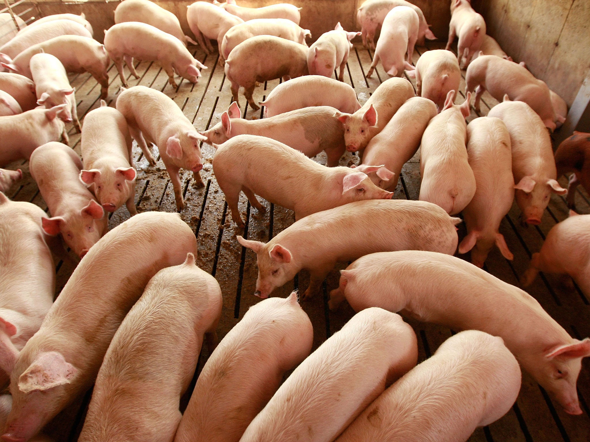 Some factory farms in the UK have been found to be breaking animal welfare promises.