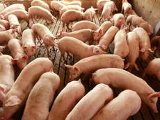 Ban factory farming to improve animal welfare in the meat industry