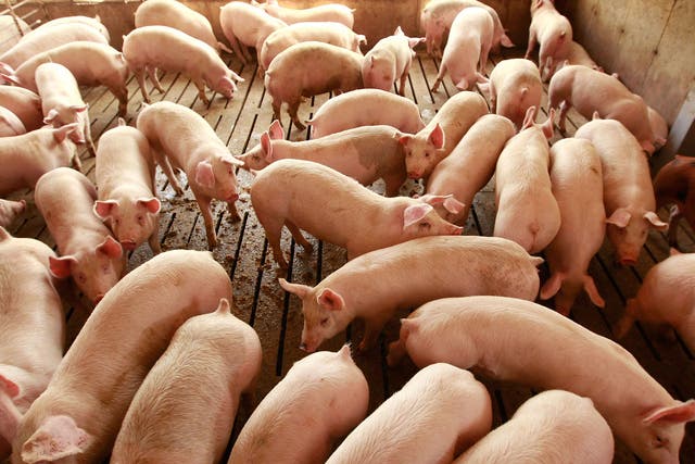 A 25,000-capacity pig farm has been planned in Derbyshire