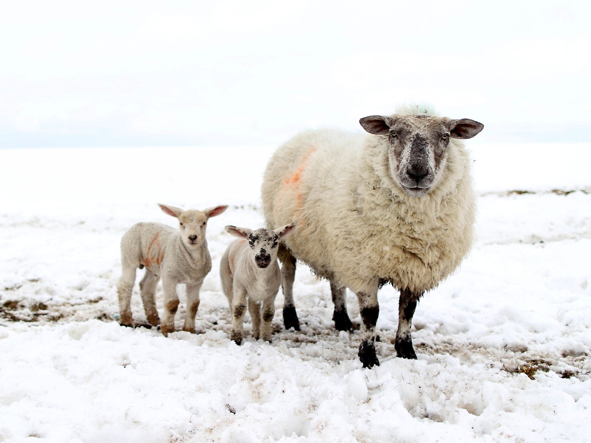 A sheep and her lambs in Northern Ireland, where up to 10,000 animals were buried in snowdrifts