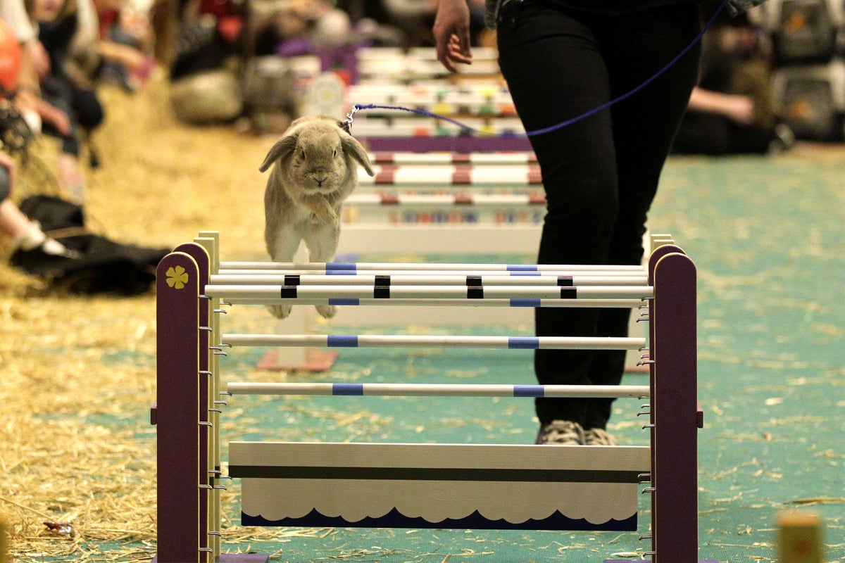 Jump rabbit, jump rabbit, jump jump jump: Showjumping bunnies star at ...