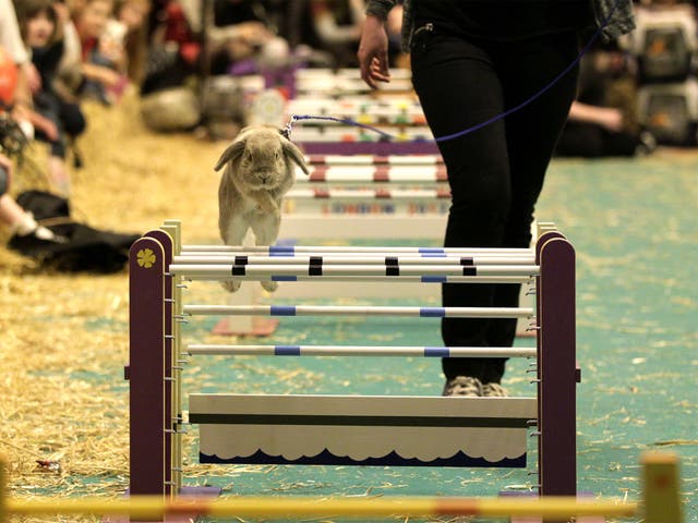 A show jumping Rabbit clears a hurdle at the London Pet Show