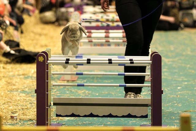A show jumping Rabbit clears a hurdle at the London Pet Show