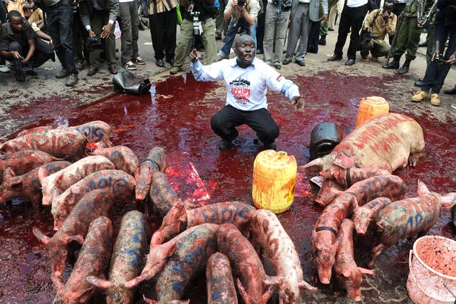 Kenyan demonstrators released piglets at the gates of parliament and poured blood on the pavement to protest against wage demands by newly elected members of parliament