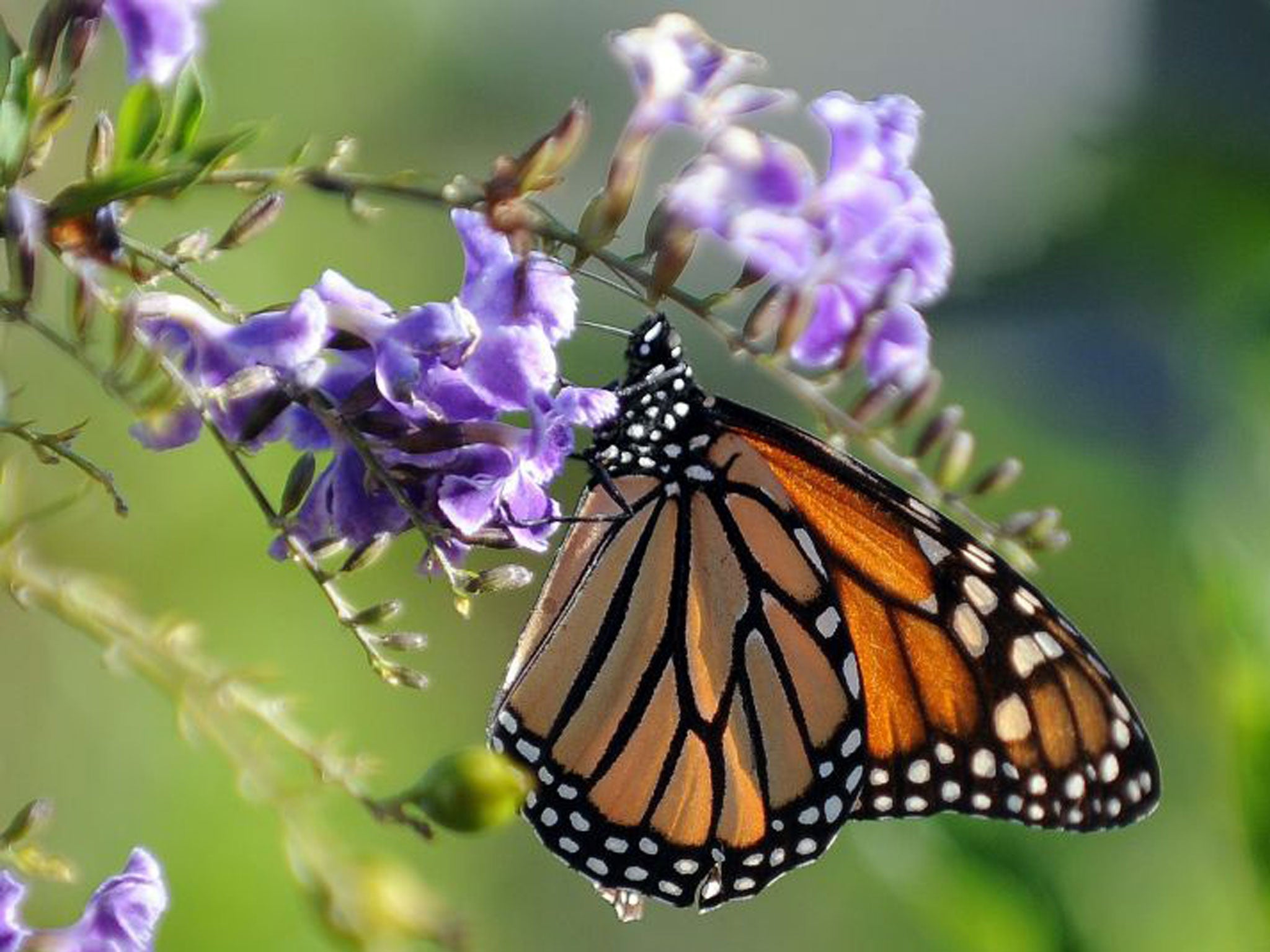A Monarch butterfly is in a flower in Los Angeles, California on October 28, 2010. The Monarch is famous for its southward migration and northward return in summer in the Americas which spans the life of three to four generations of the butterfly.