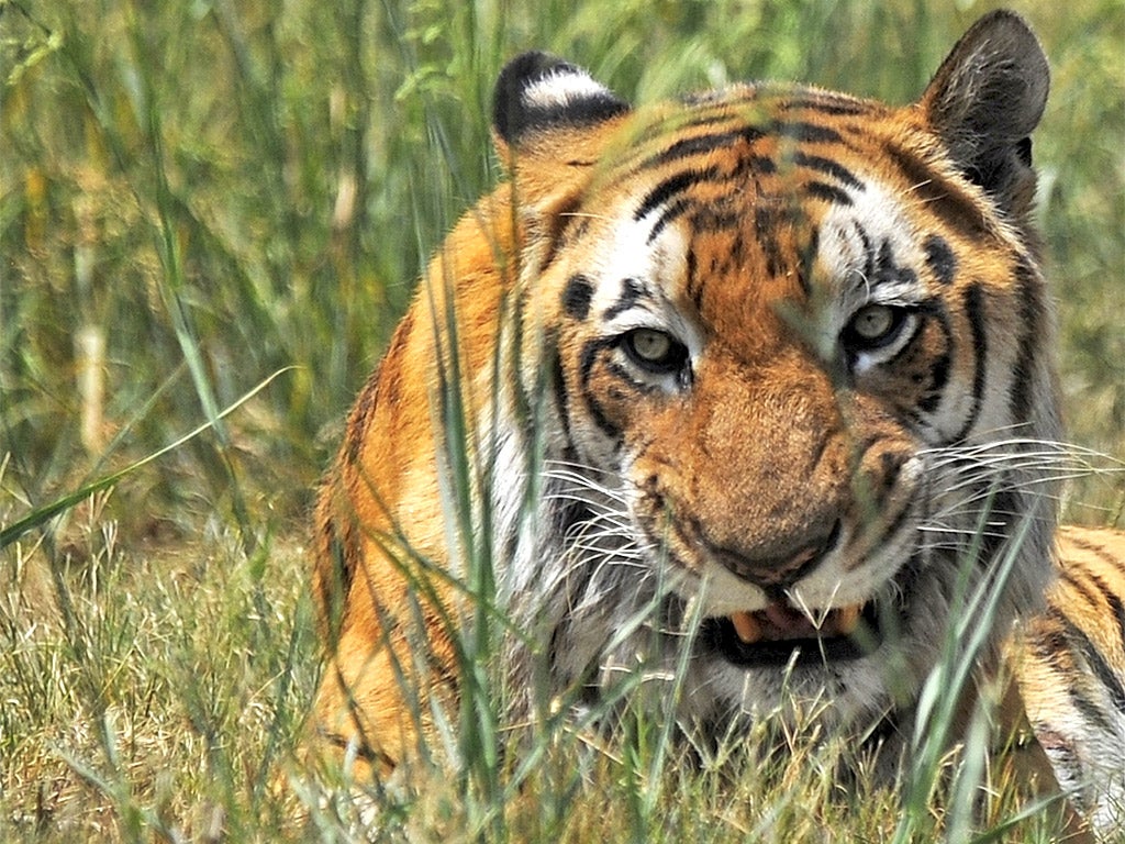 The total population of tigers in India may stand at around 1,700
