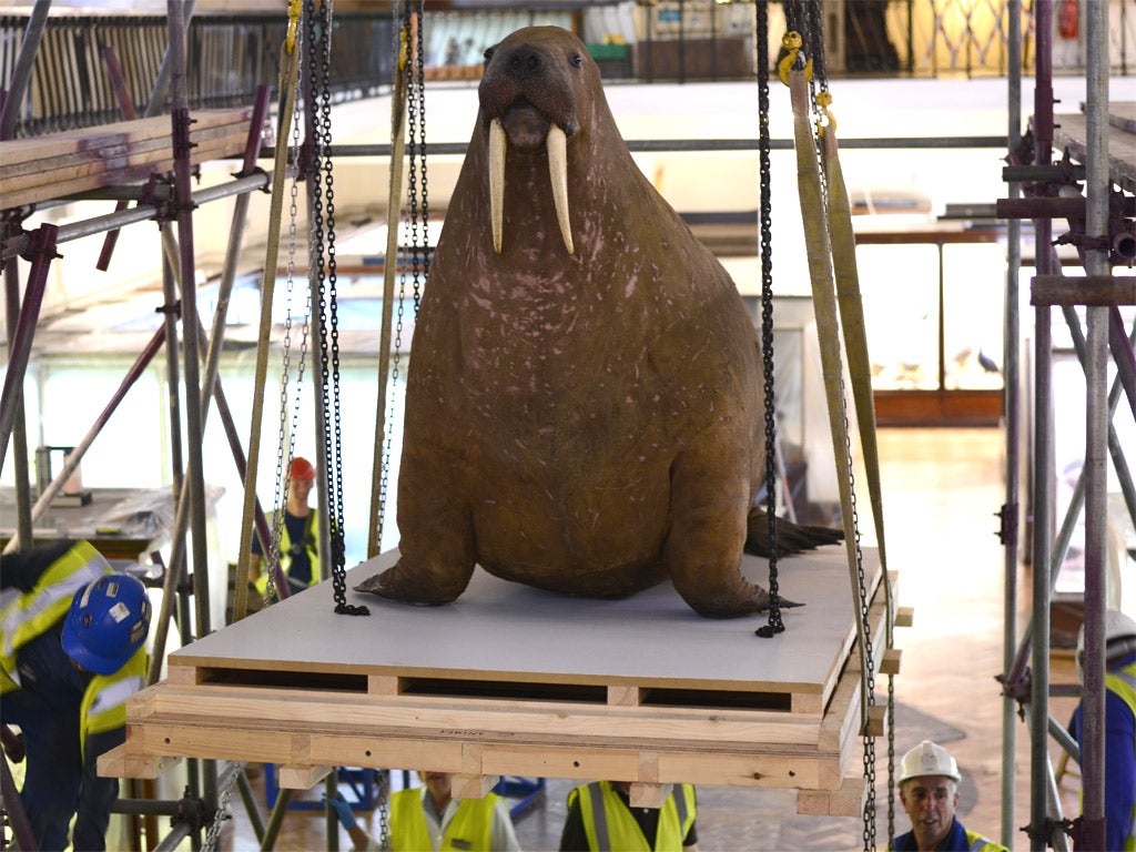 The walrus was brought to London from Hudson Bay in Canada by the Victorian hunter James Henry Hubb