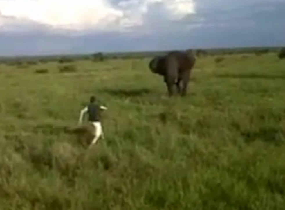 Video: Drunken safari guide sacked after charging an elephant in game ...