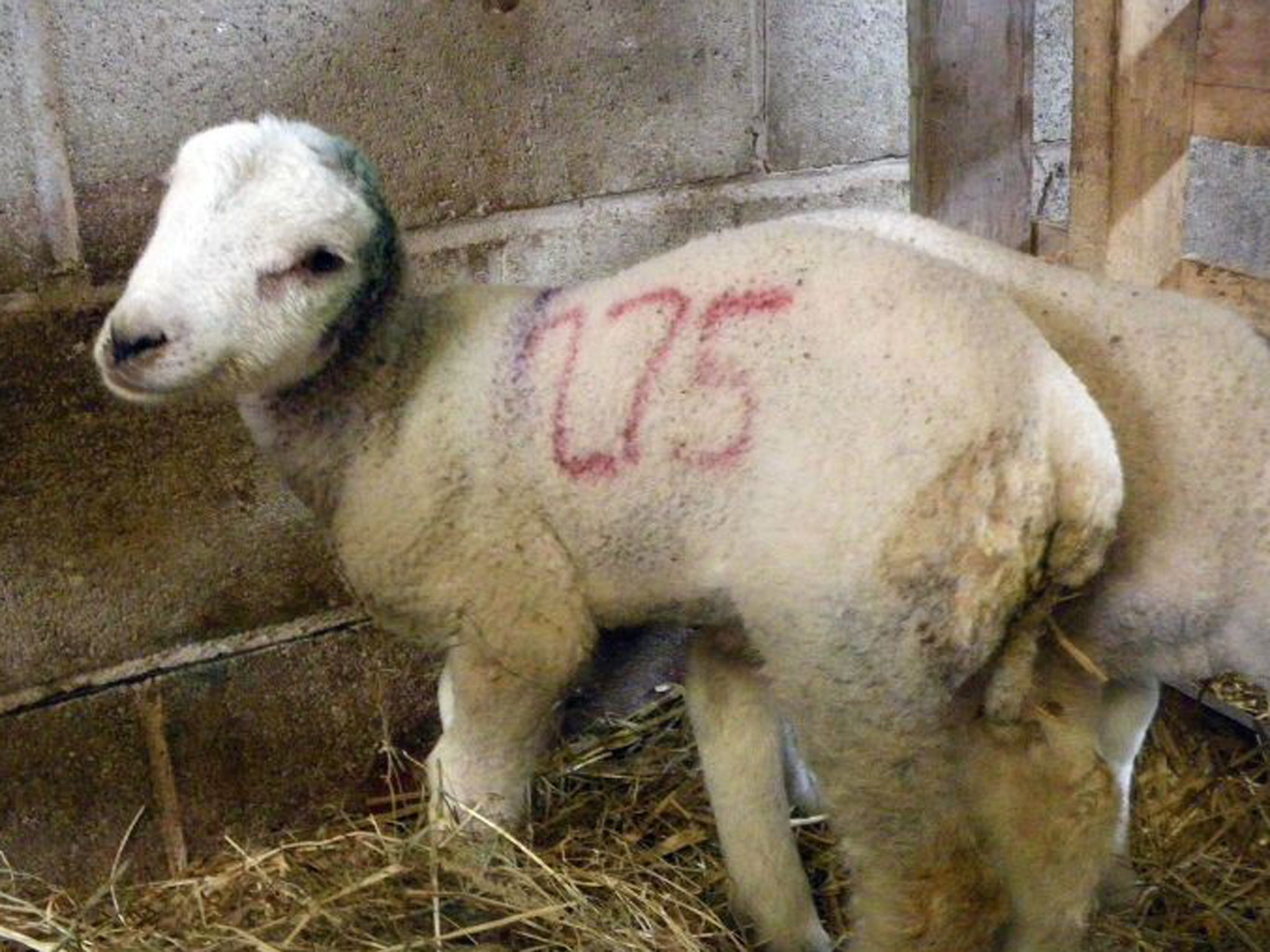 A three-week-old lamb which has had its ears cut off in a 'horrendous act of animal cruelty'
