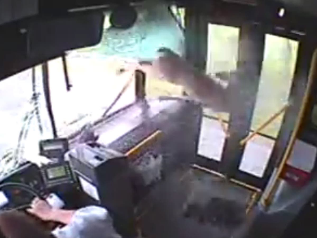 Video: Oh Deer! White-tailed deer smashes through window of bus | The ...