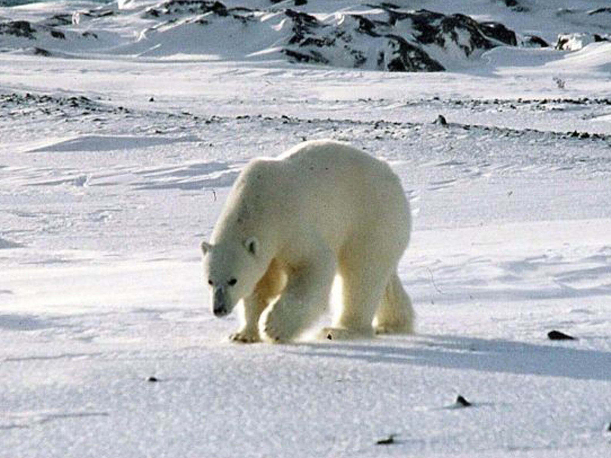 A polar bear roams on the remote Svalbard archipelago between Norway's northern tip and the North Pole