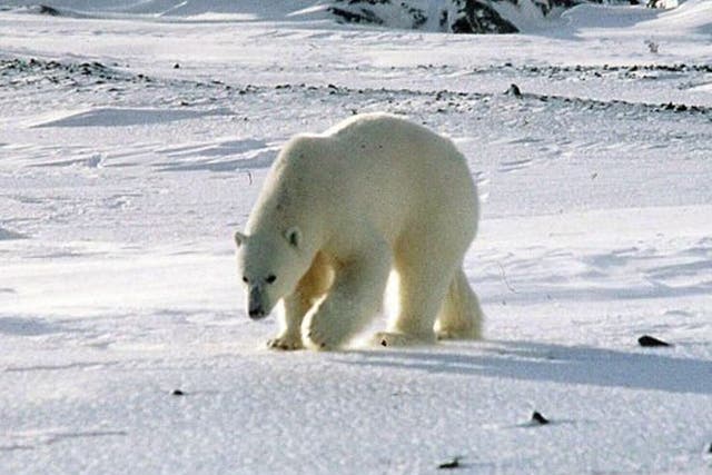 A polar bear roams on the remote Svalbard archipelago between Norway's  northern tip and the North Pole