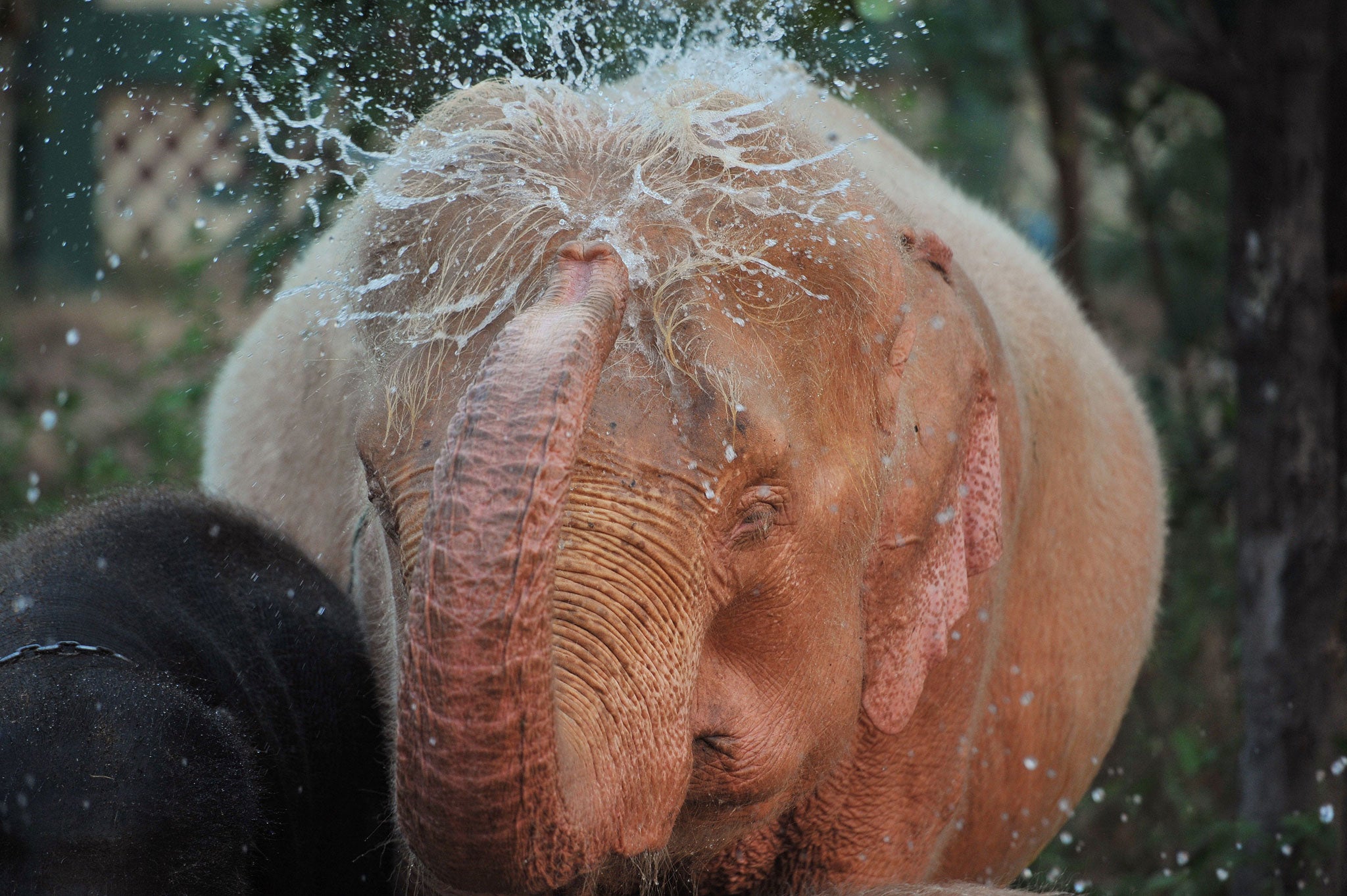 A white elephant hoses itself down in Burma