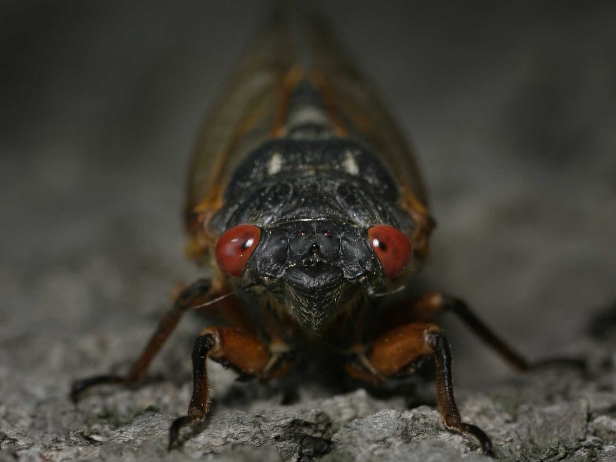 Swarmageddon US prepares for invasion of plague of cicadas The