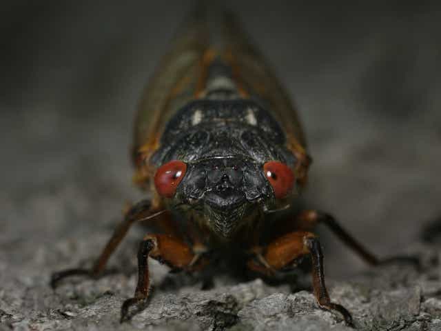 <p>The <a href="https://www.independent.co.uk/topic/us">US </a>is experiencing trillions of  Brood X  cicadas surfacing from their 17 years underground</p>