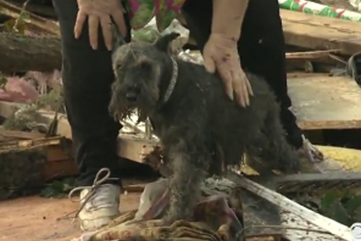 Video: Oklahoma tornado survivor reunited with pet dog on live TV | The ...