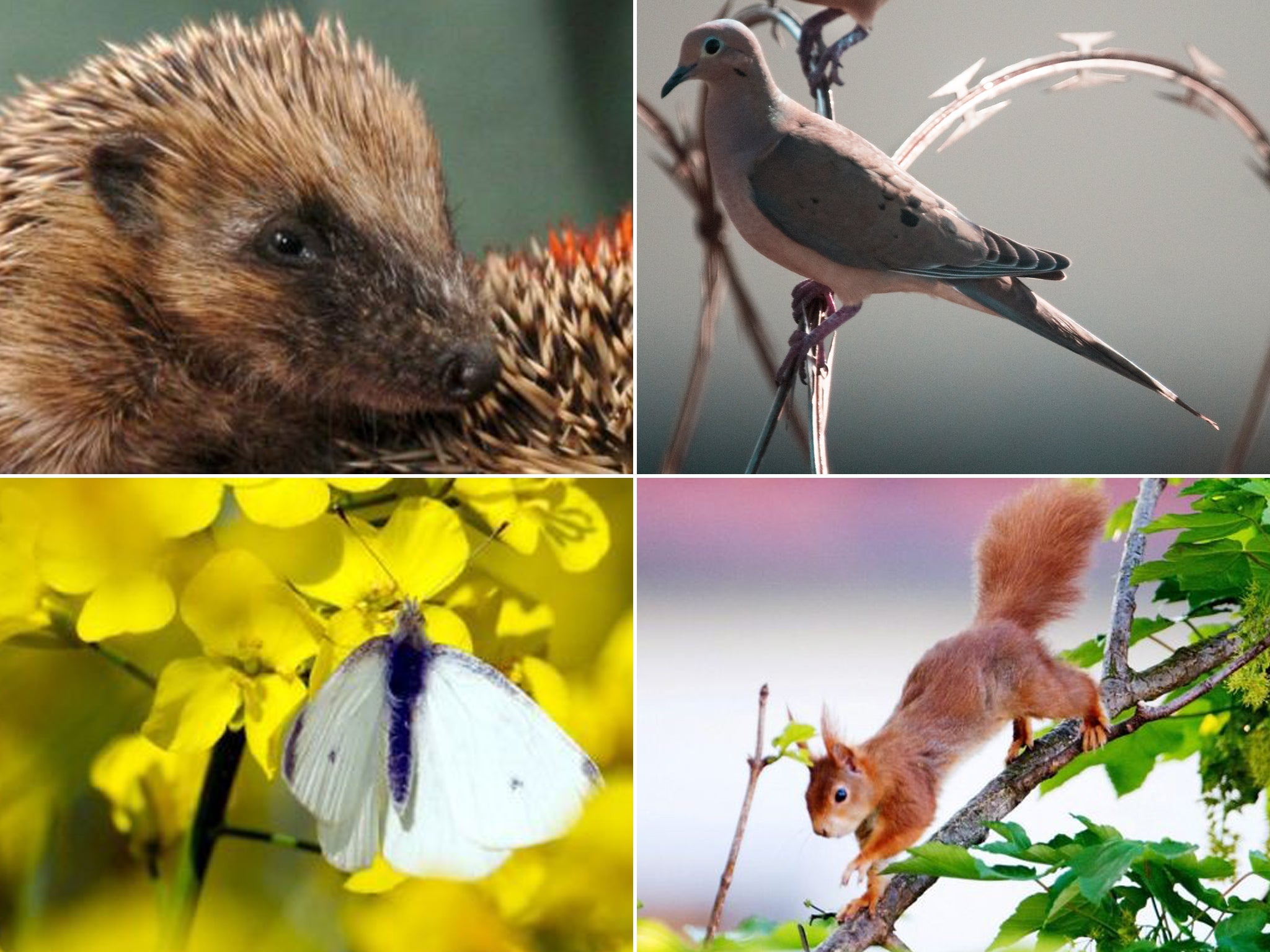 The report said hedgehogs, turtle doves, butterflies and red squirrels were all seeing declines in numbers