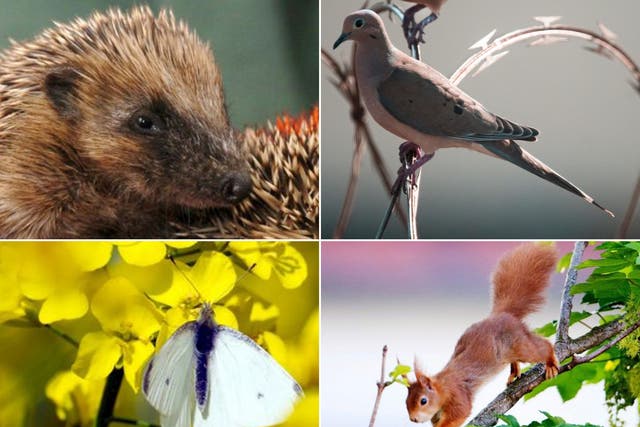 The report said hedgehogs, turtle doves, butterflies and red squirrels were all seeing declines in numbers