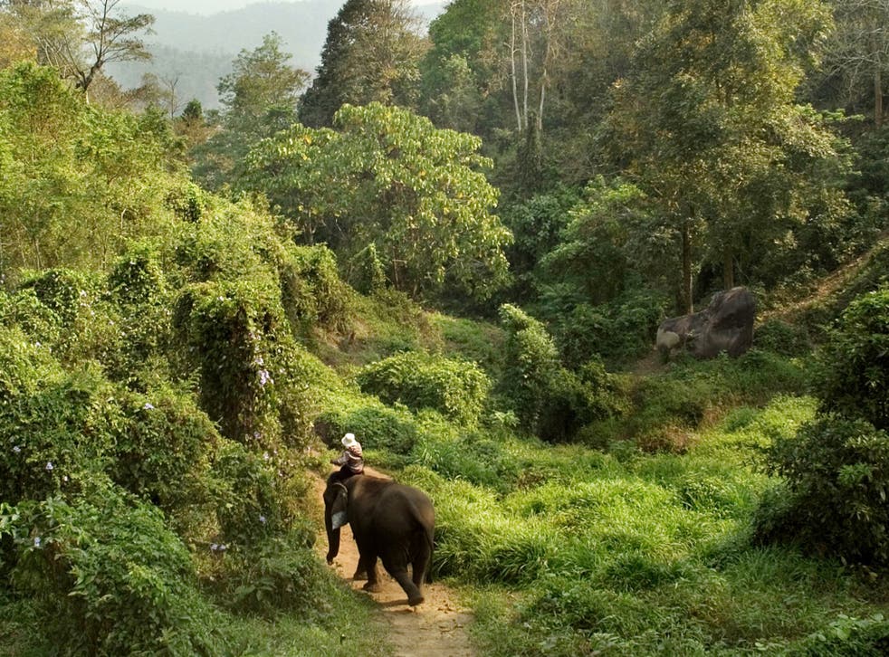 Jungle patrol: an elephant safari in Thailand