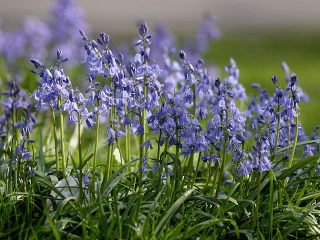 Bluebells are usually one of the first indications that spring is on the way