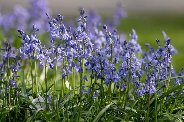 Bluebells are usually one of the first indications that spring is on the way
