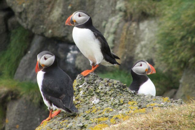 The cliffs of Stora Dimun are home to puffins