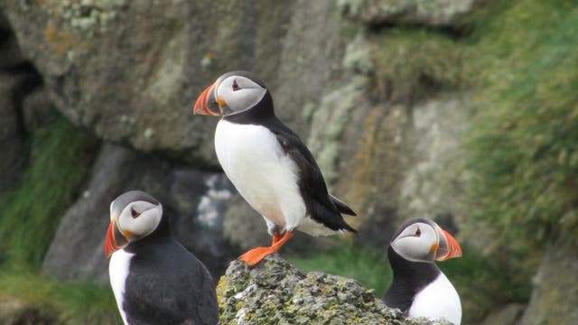 The cliffs of Stora Dimun are home to puffins