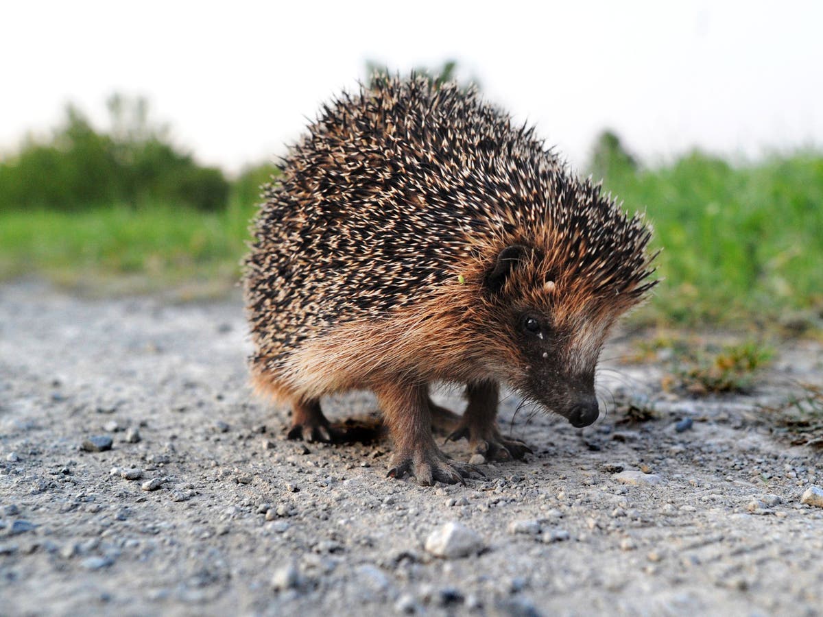 A prickly contender: Hedgehog tops poll to become UK's national emblem ...