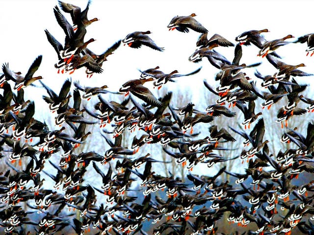 A pack of wild geese 