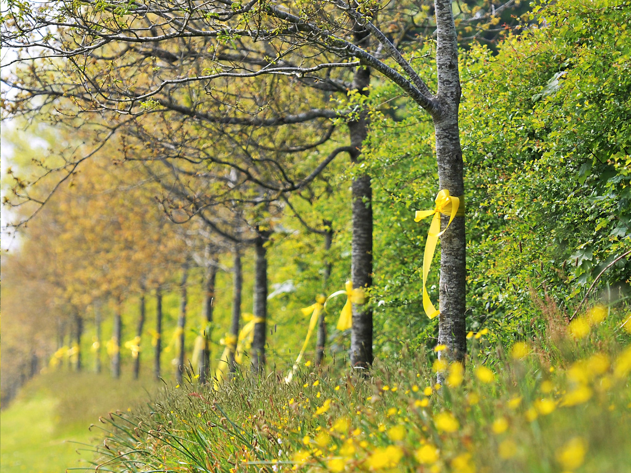 Launceston Save Our Trees has been campaigning for the threatened oaks